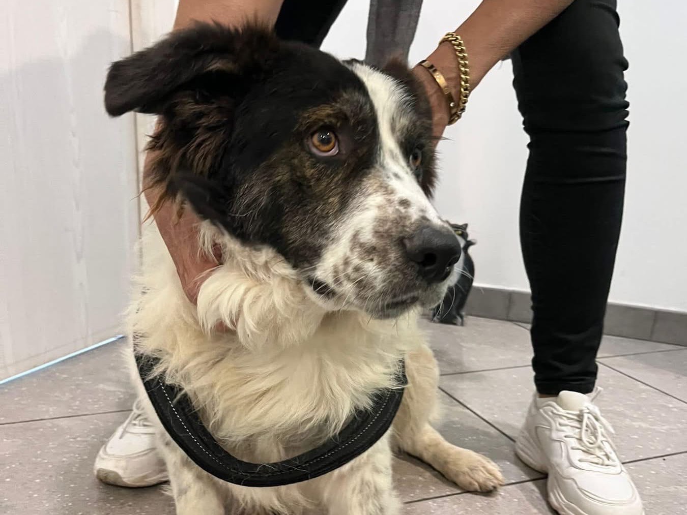 Adotta un cane, maschio, 3 anni  e 2 mesi , Siracusa