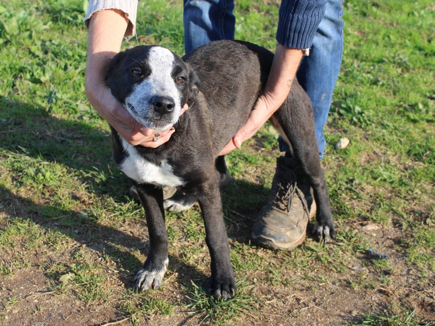 Vuoi adottare un cane a Vibo?