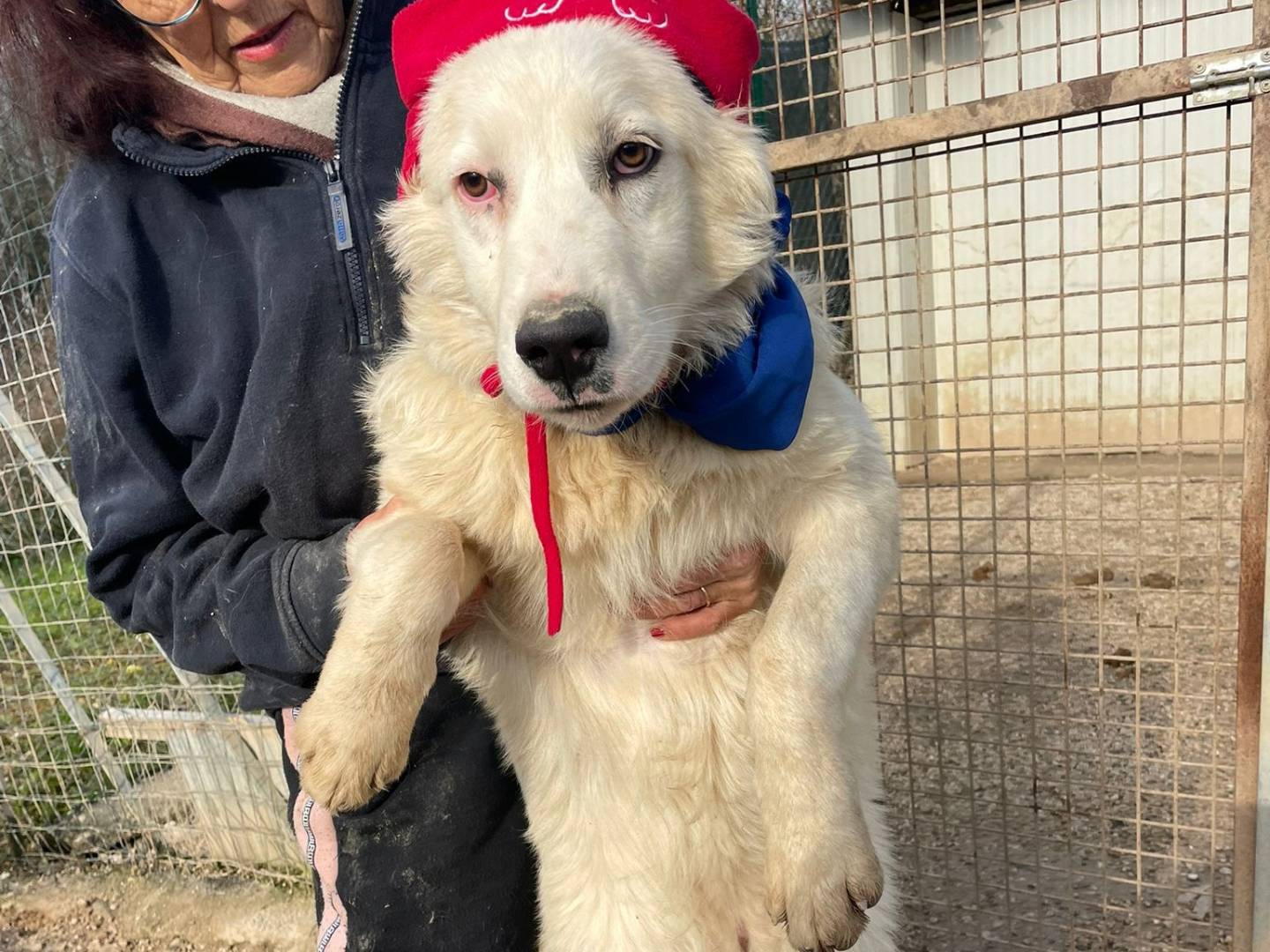 Adotta il cane OSLO a Frosinone