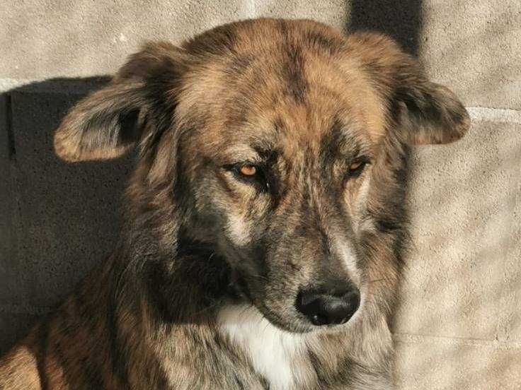 Adotta un cane, maschio, 5 anni  e 6 mesi , Bari