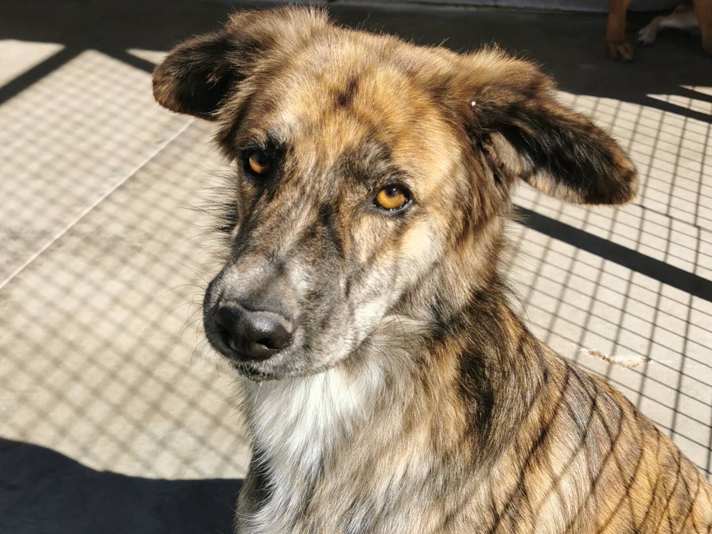 Adotta il cane Tigre a Bari