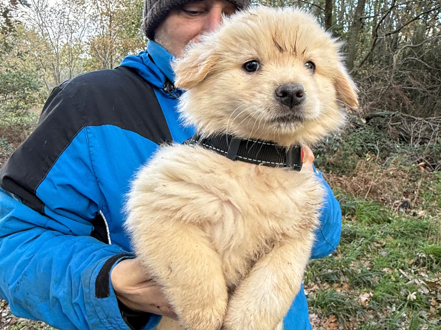 Adotta un cane, taglia media, maschio, Lucca