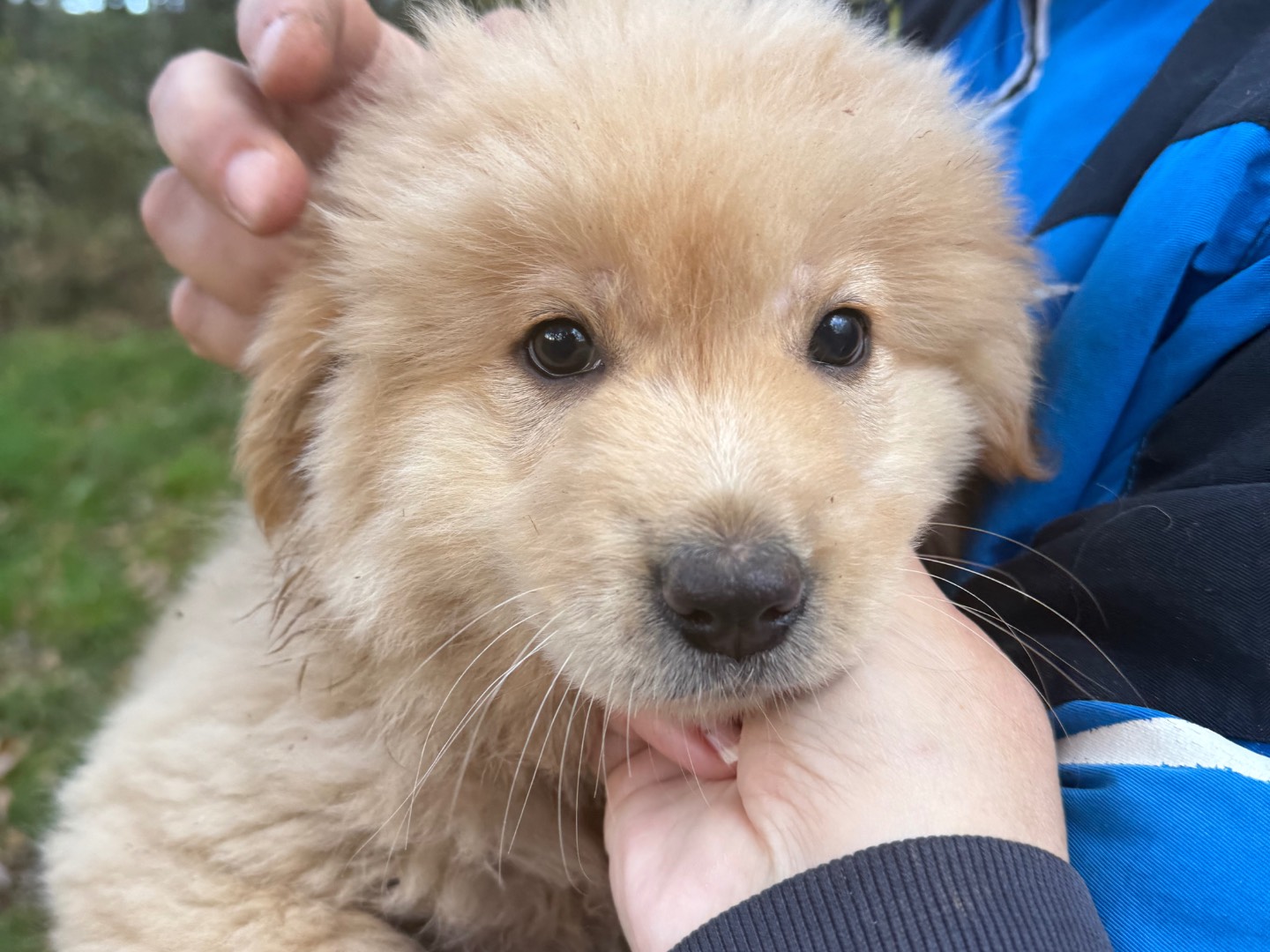 Adotta il cane Oro a Lucca