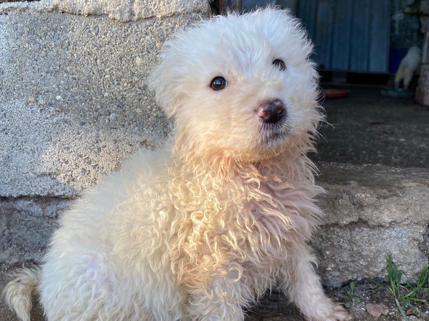 Adotta un cane, taglia media, maschio, Lucca