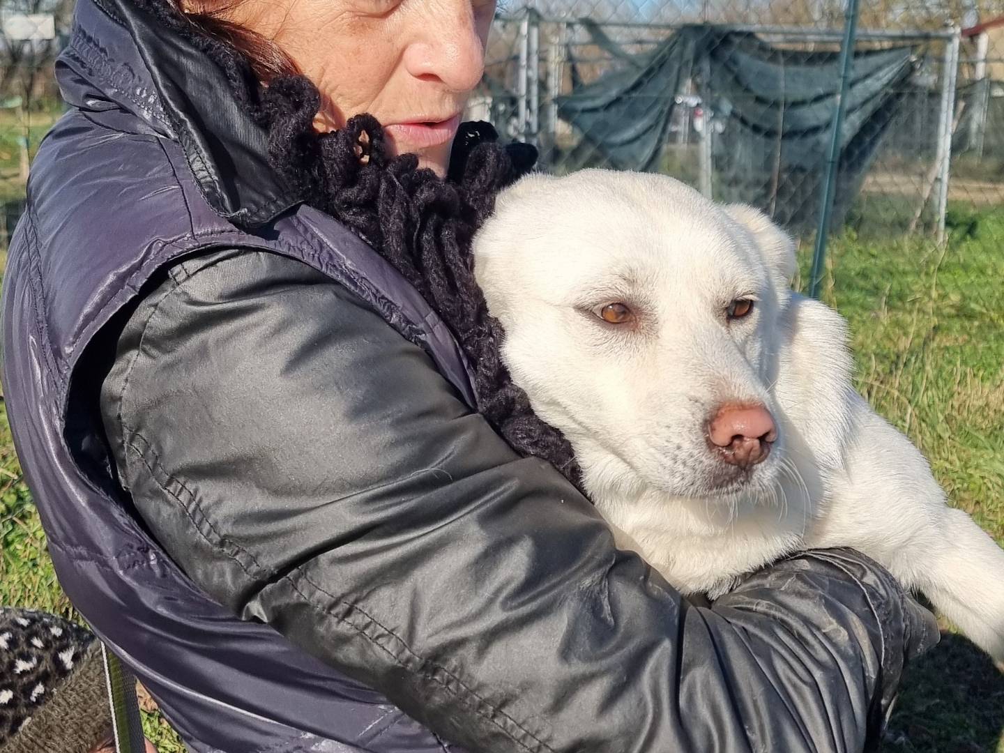 Adotta un cane, femmina, 5 anni , Pavia
