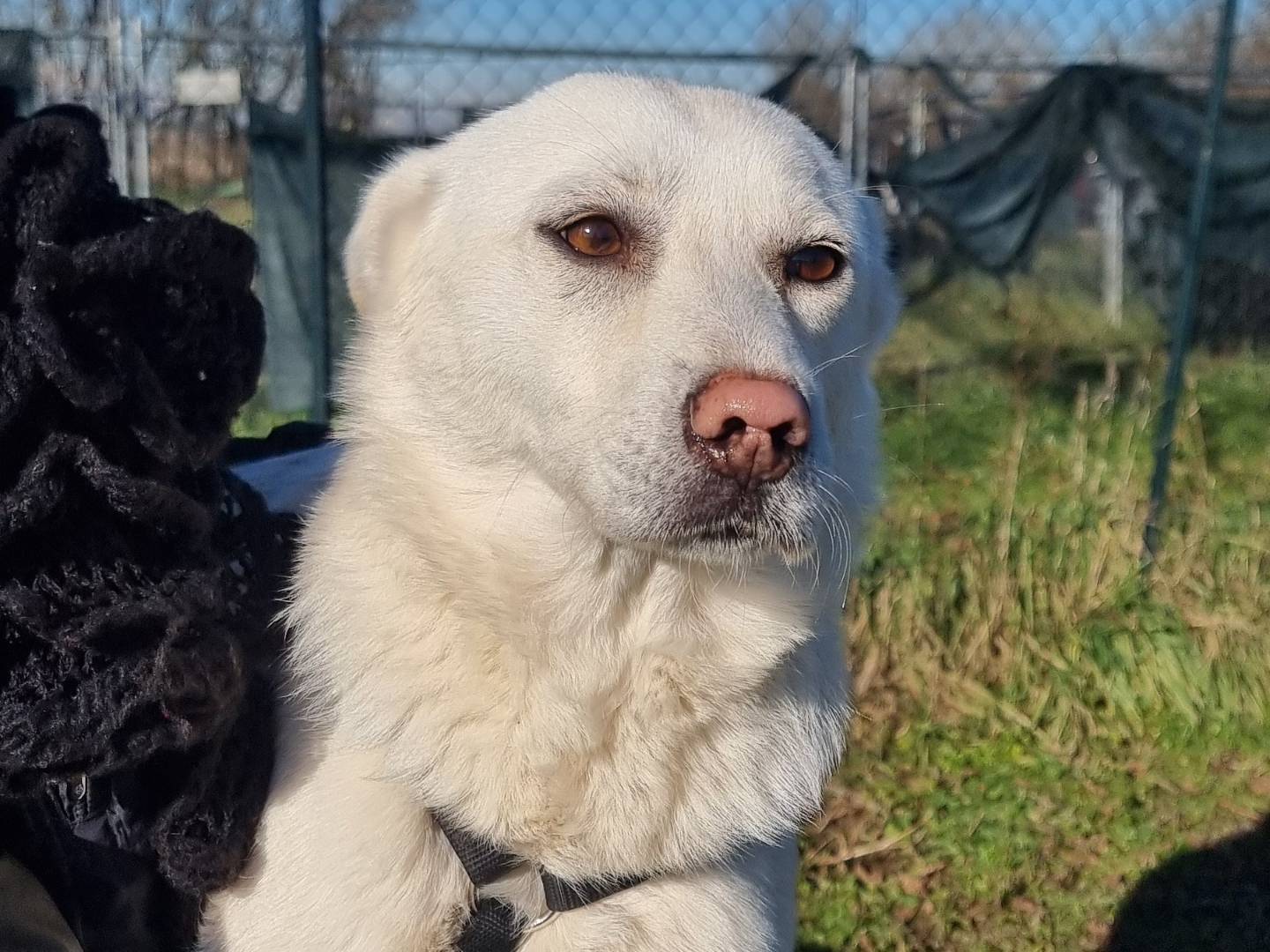 Adotta un cane, taglia media contenuta, femmina, Pavia