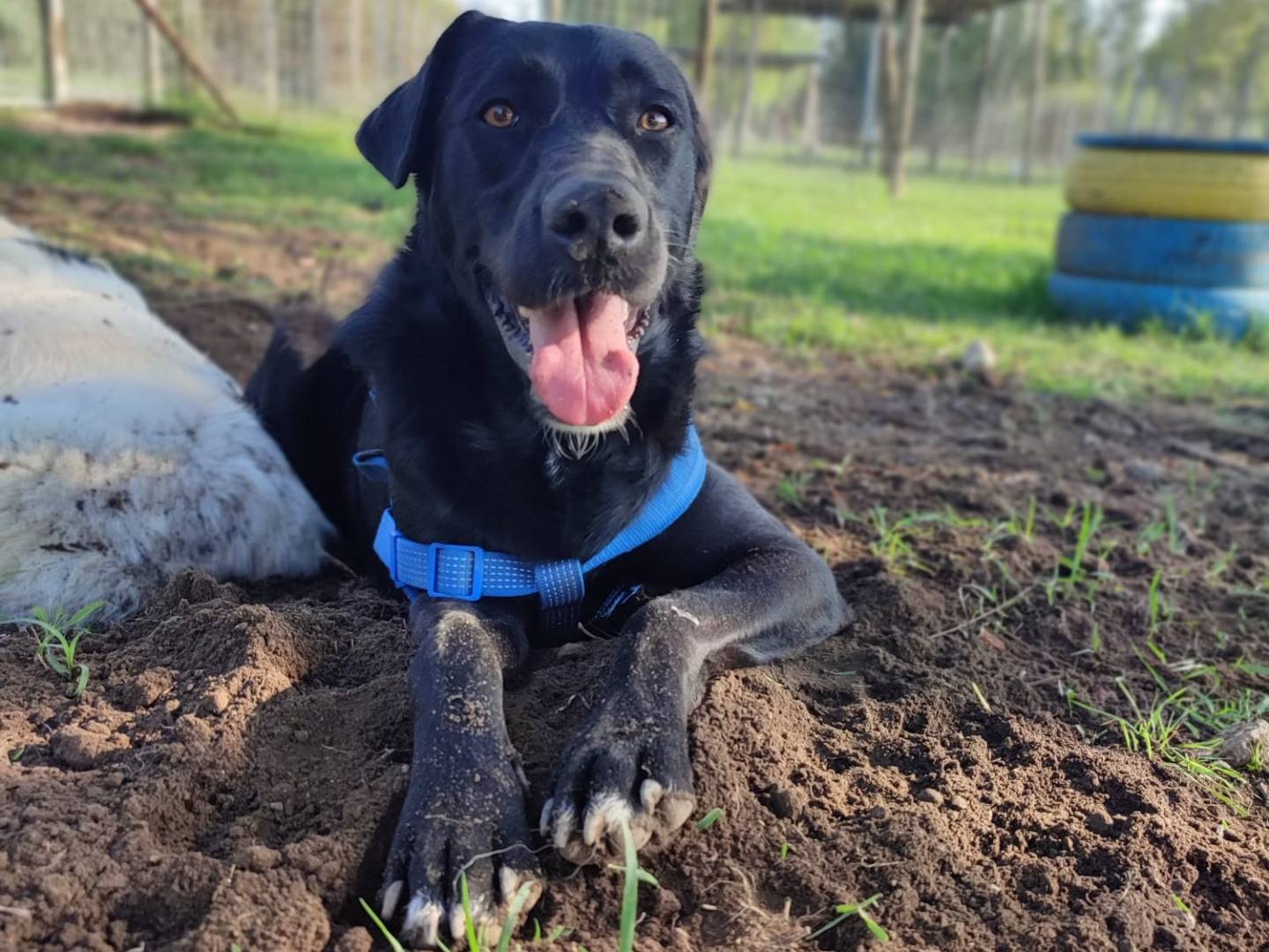 Adotta un cane, maschio, 1 anno e 8 mesi , Caserta