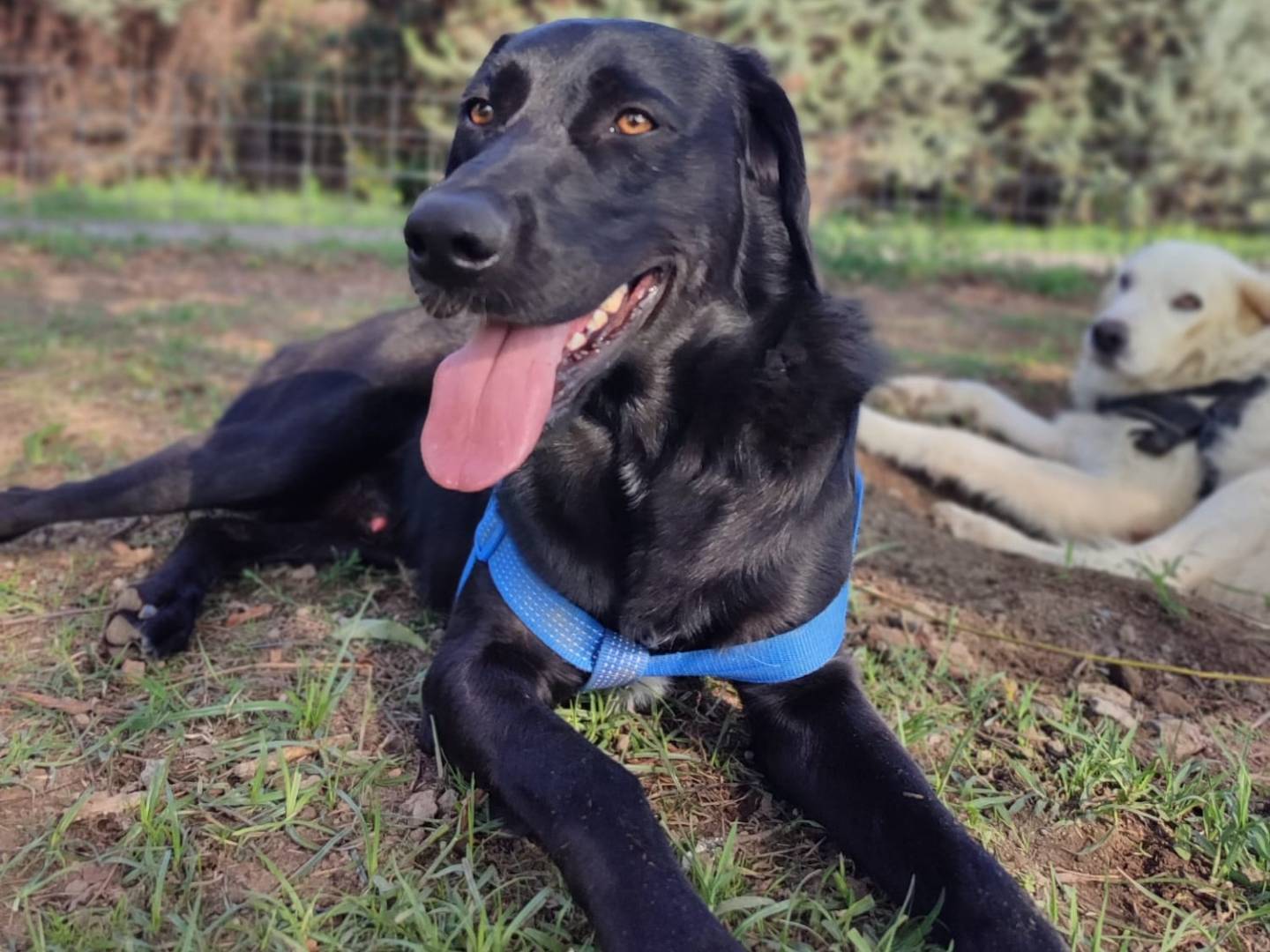 Adotta un cane, taglia media, maschio, Caserta