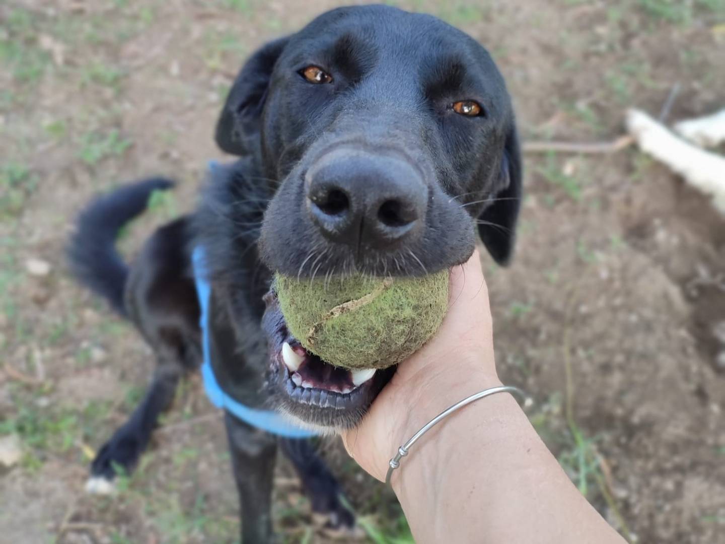 Vuoi adottare un cane a Caserta?