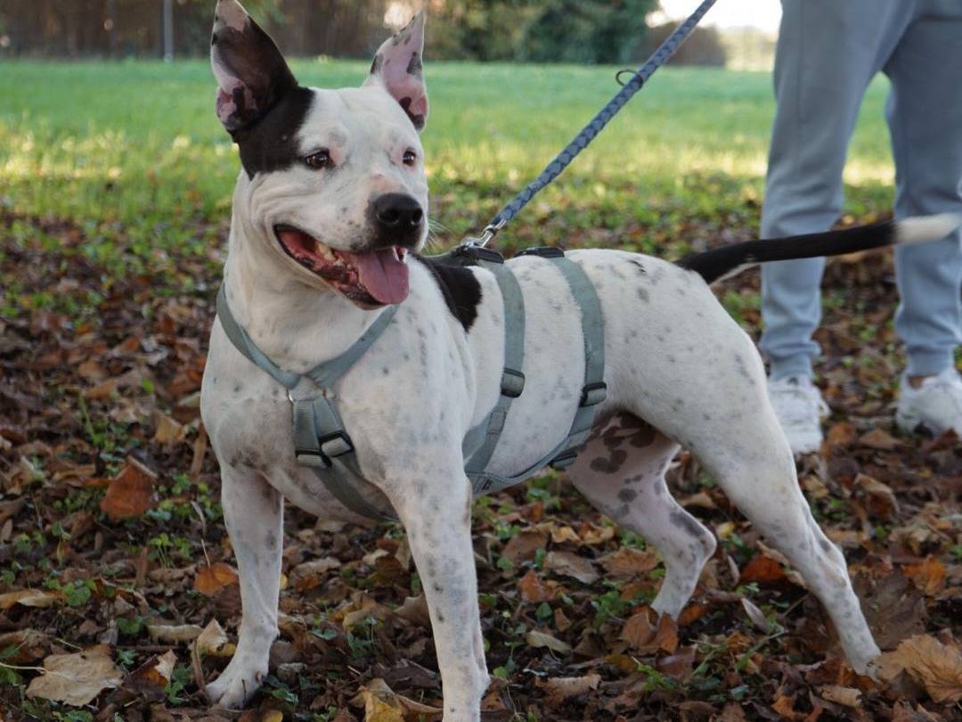 Adotta un cane, taglia media, femmina, Milano