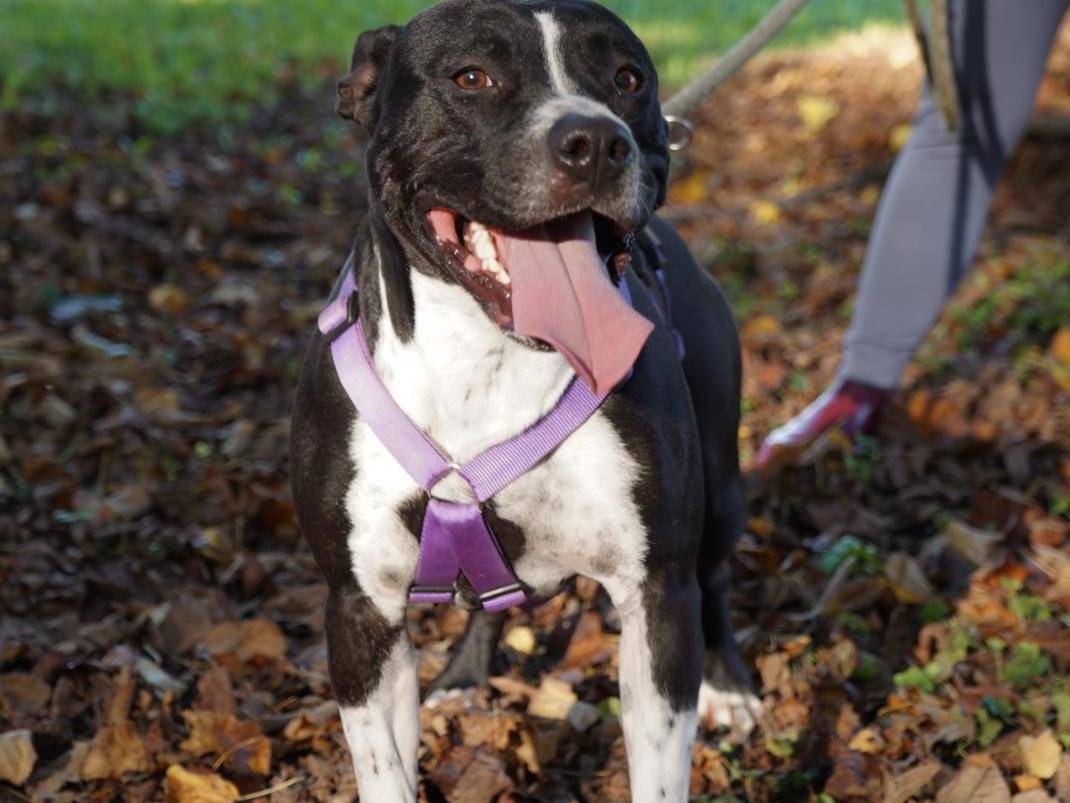 Adotta un cane, femmina, 1 anno e 11 mesi , Milano