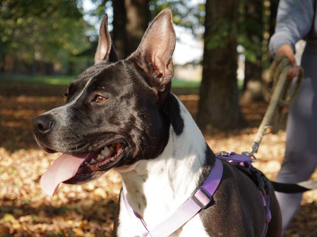 Adotta un cane, taglia media, femmina, Milano