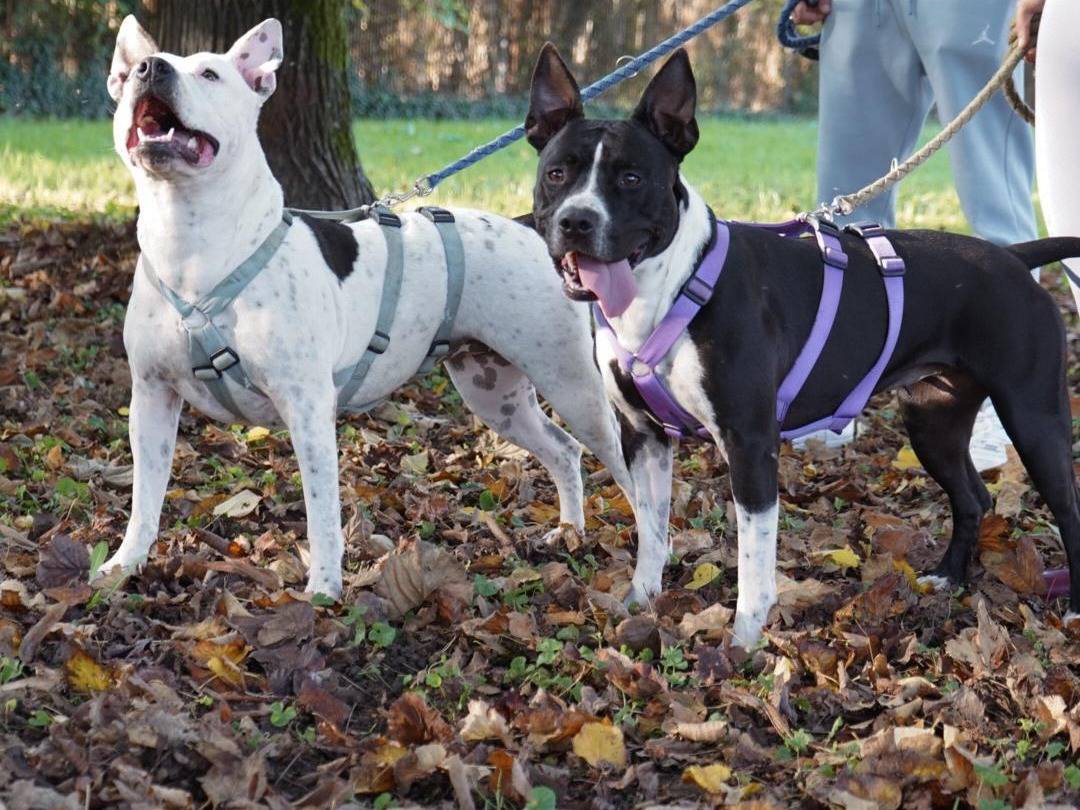 Vuoi adottare un cane a Milano?