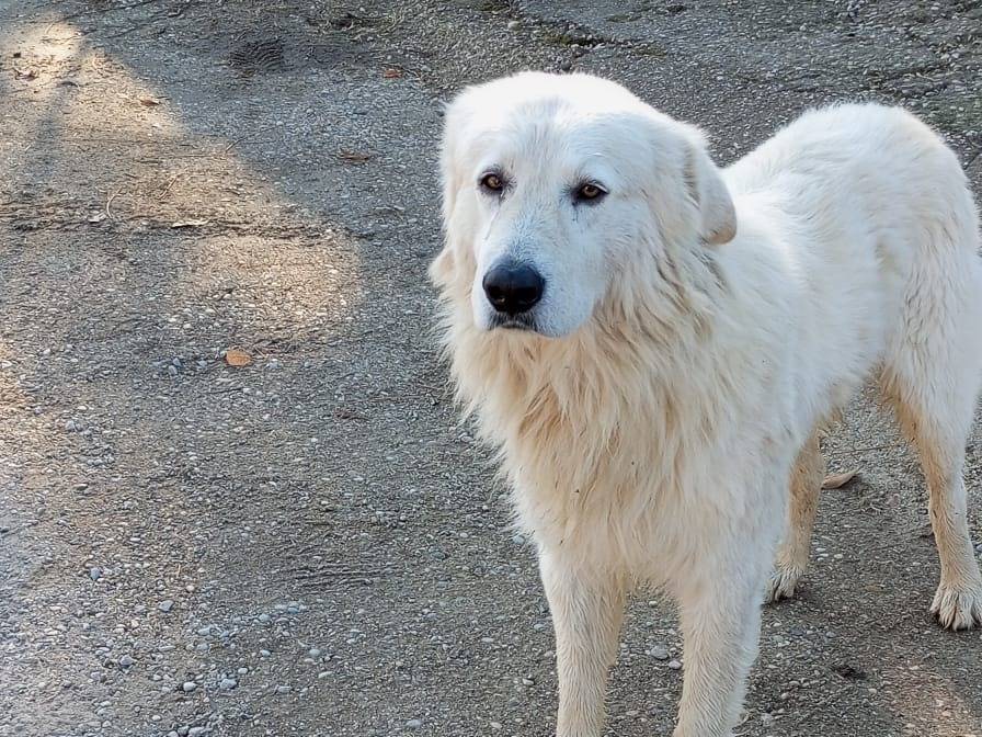 Foto dell'animale