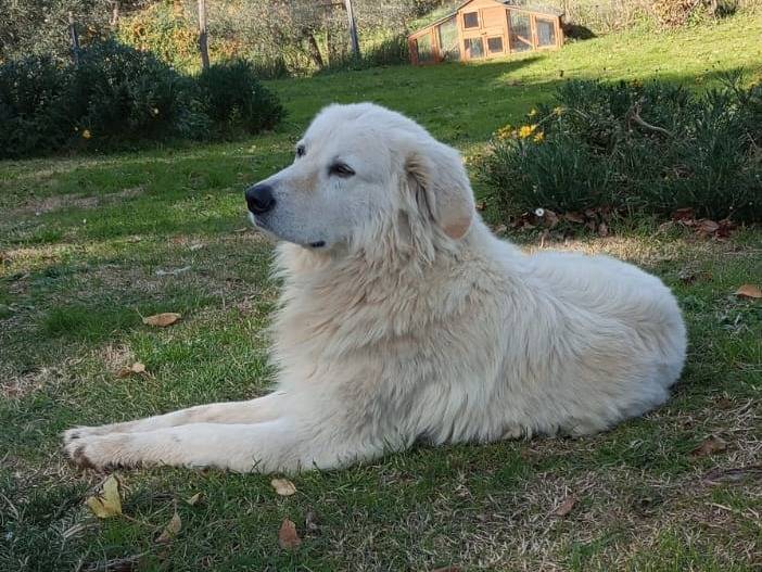 Adotta un cane, taglia grande, maschio, Roma