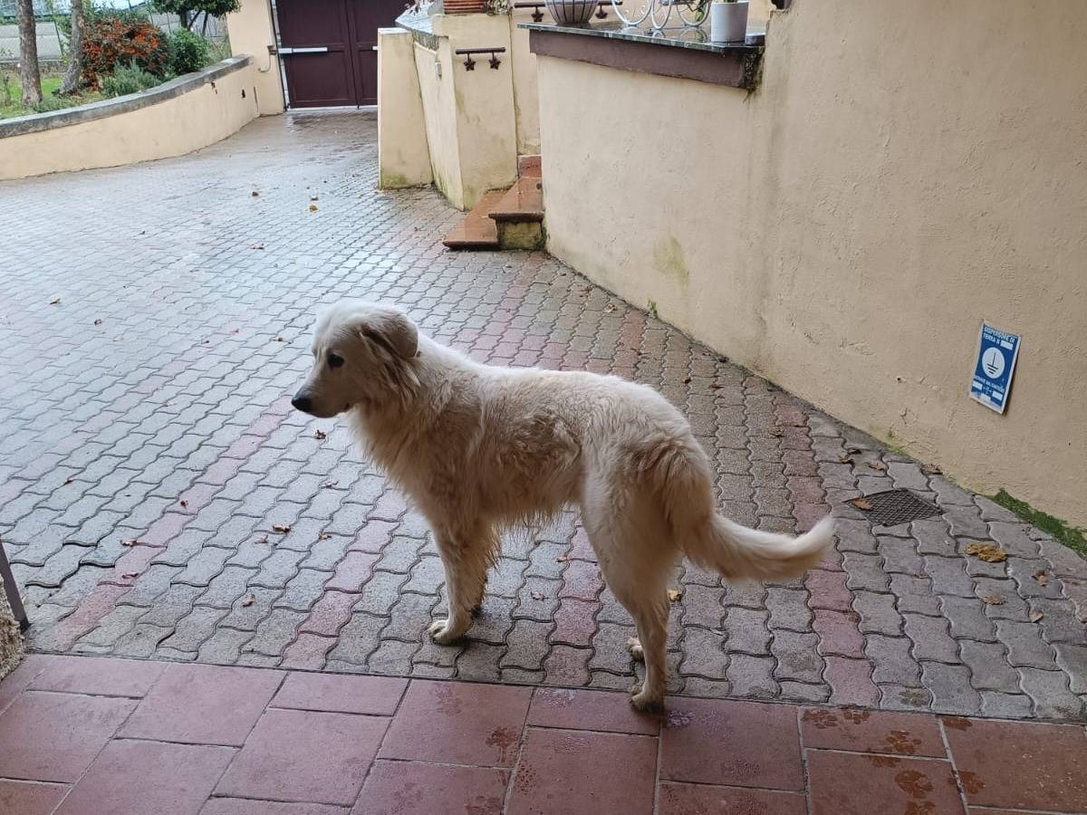 Vuoi adottare un cane a Roma?