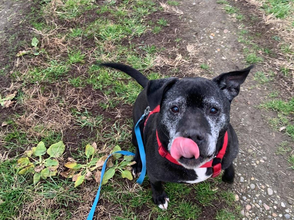 Adotta un cane, maschio, 12 anni  e 8 mesi , Milano