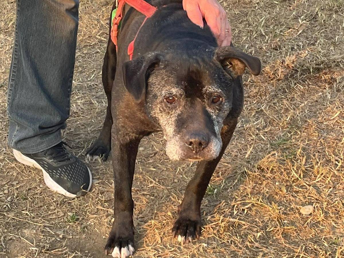 Adotta il cane Luxor a Milano