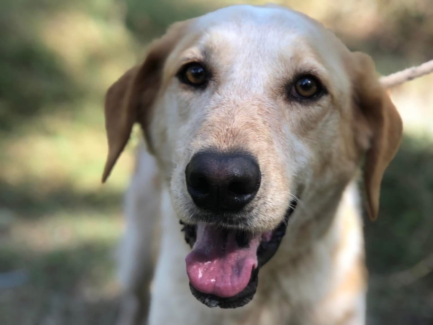 Adotta un cane, maschio, 5 anni  e 4 mesi , Latina
