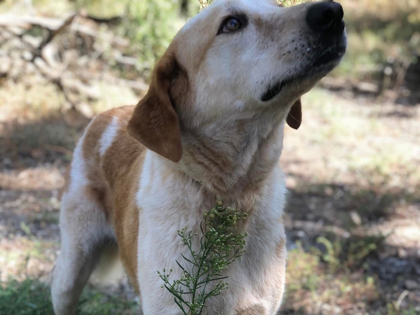 Adotta un cane, taglia grande, maschio, Latina