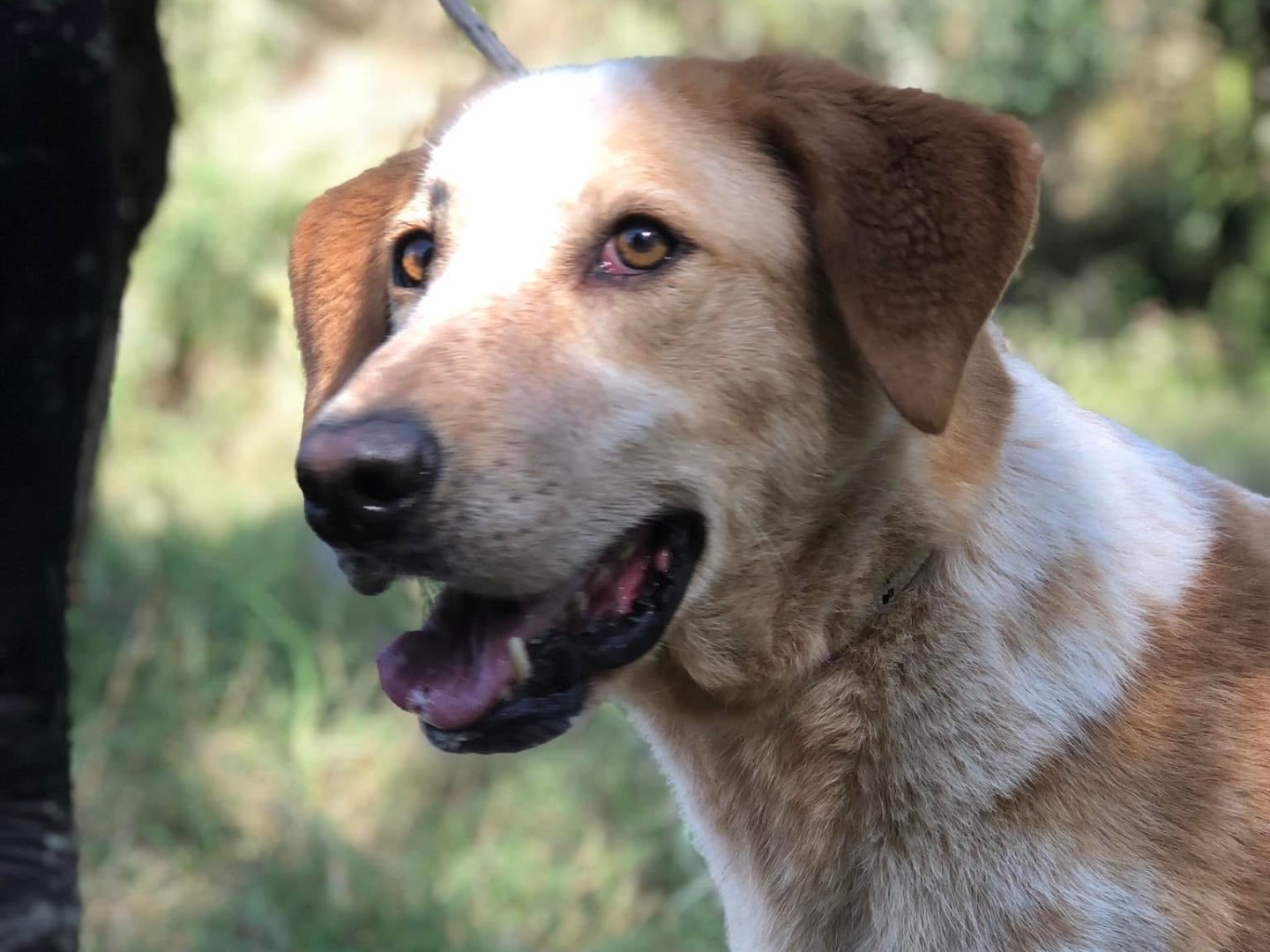 Vuoi adottare un cane a Latina?