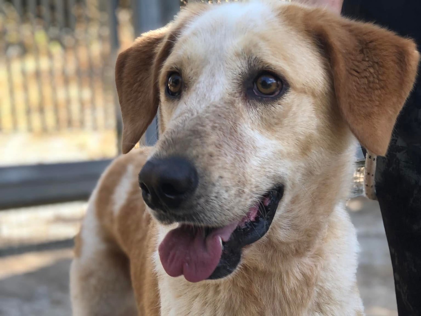 Adotta il cane Muffin a Latina