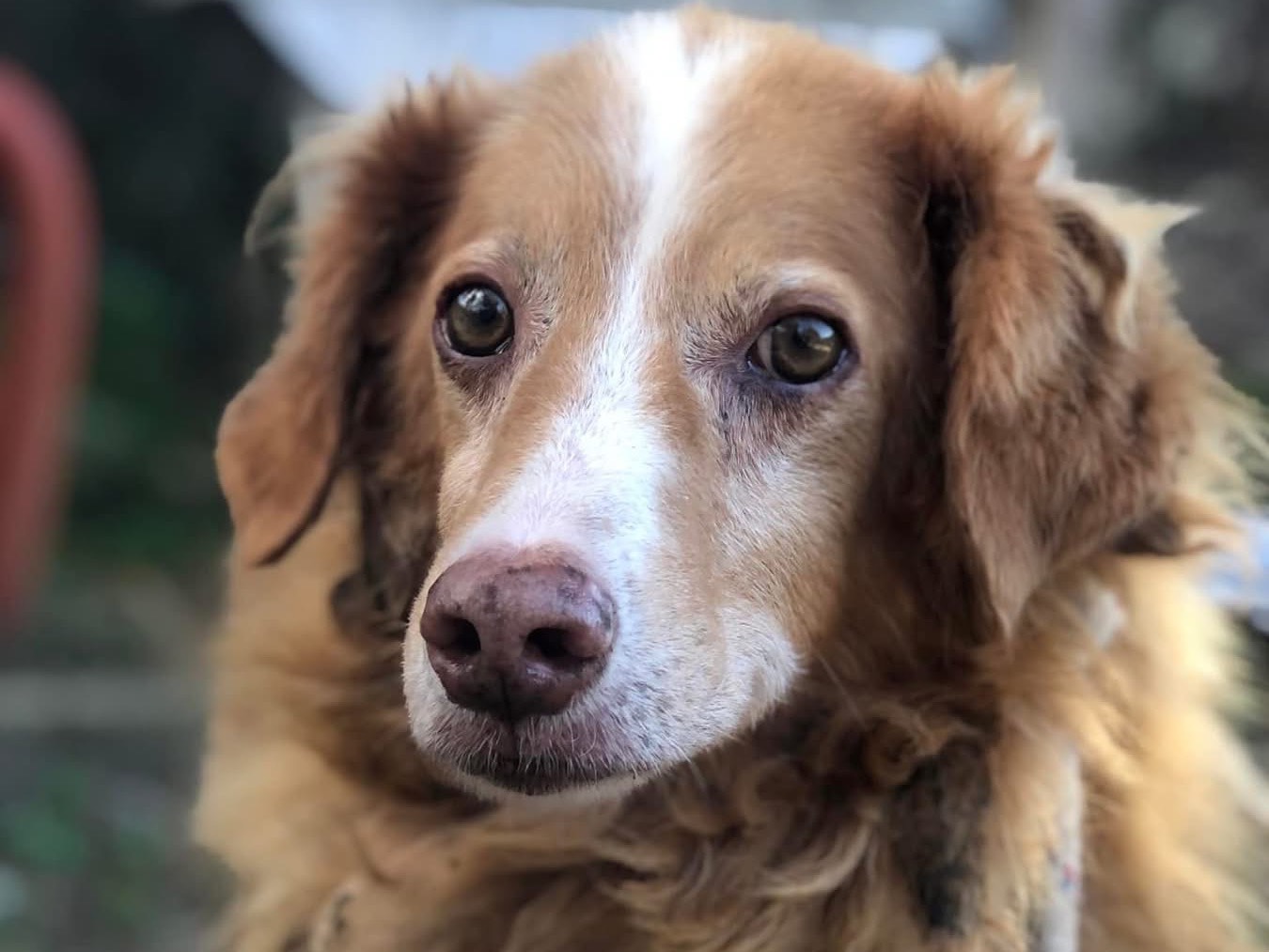 Adotta un cane, maschio, 13 anni  e 1 mese, Latina