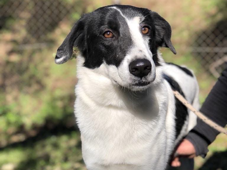 Adotta un cane, maschio, 3 anni , Latina