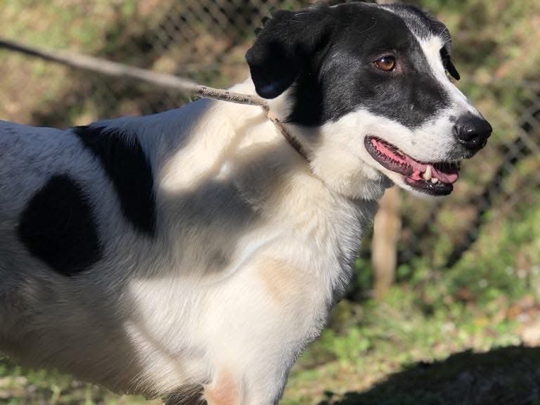 Adotta il cane Macchia a Latina