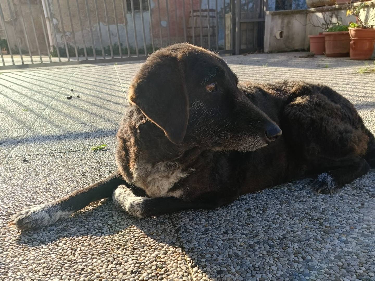 Adotta un cane, taglia media, maschio, Modena