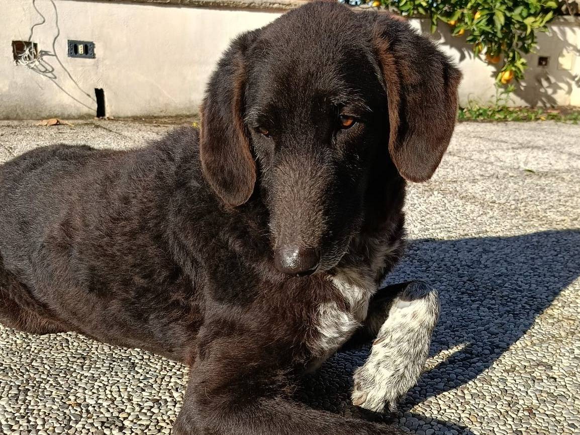 Adotta il cane CIUCKY a Modena