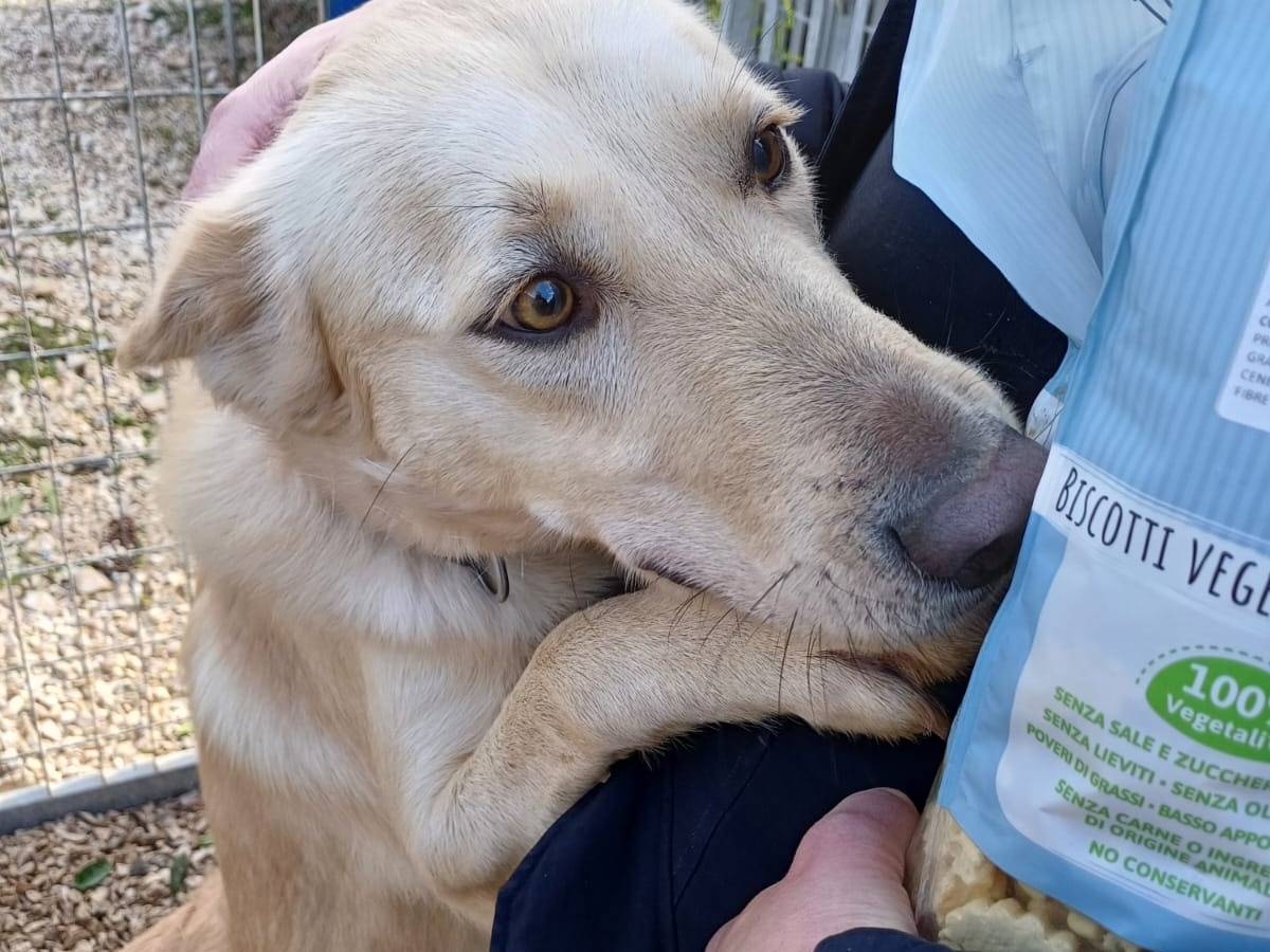 Adozione cane, maschio, Razza sconosciuta Razza sconosciuta, 2 anni  e 9 mesi , taglia grande, Bari