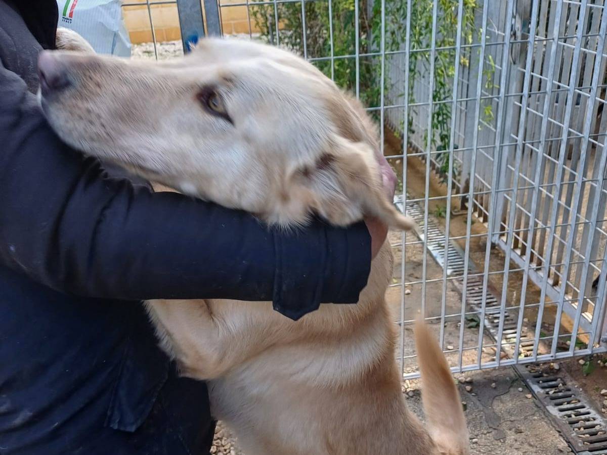Adotta un cane, maschio, 2 anni  e 9 mesi , Bari