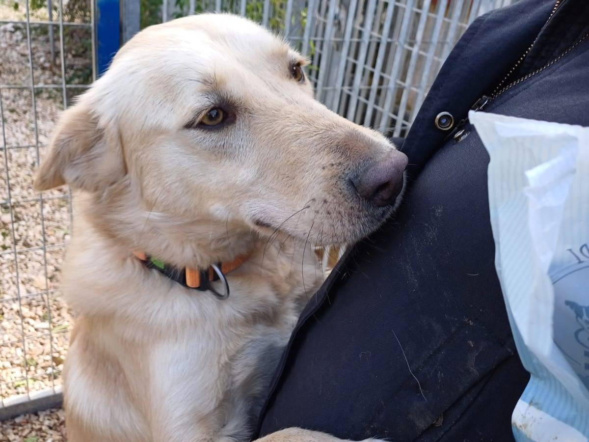 Adotta un cane, taglia grande, maschio, Bari