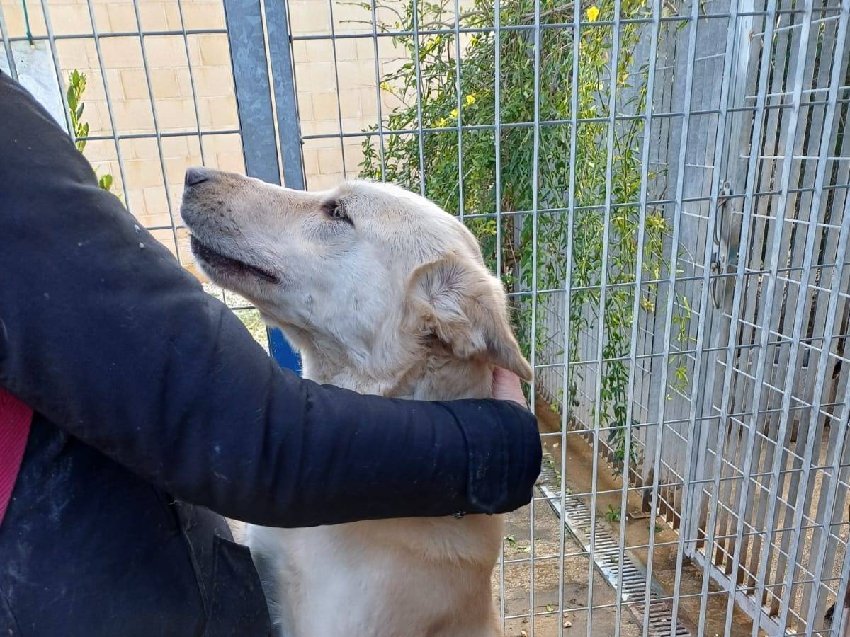 Vuoi adottare un cane a Bari?