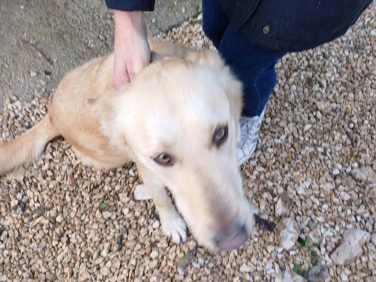 Adotta il cane Full a Bari