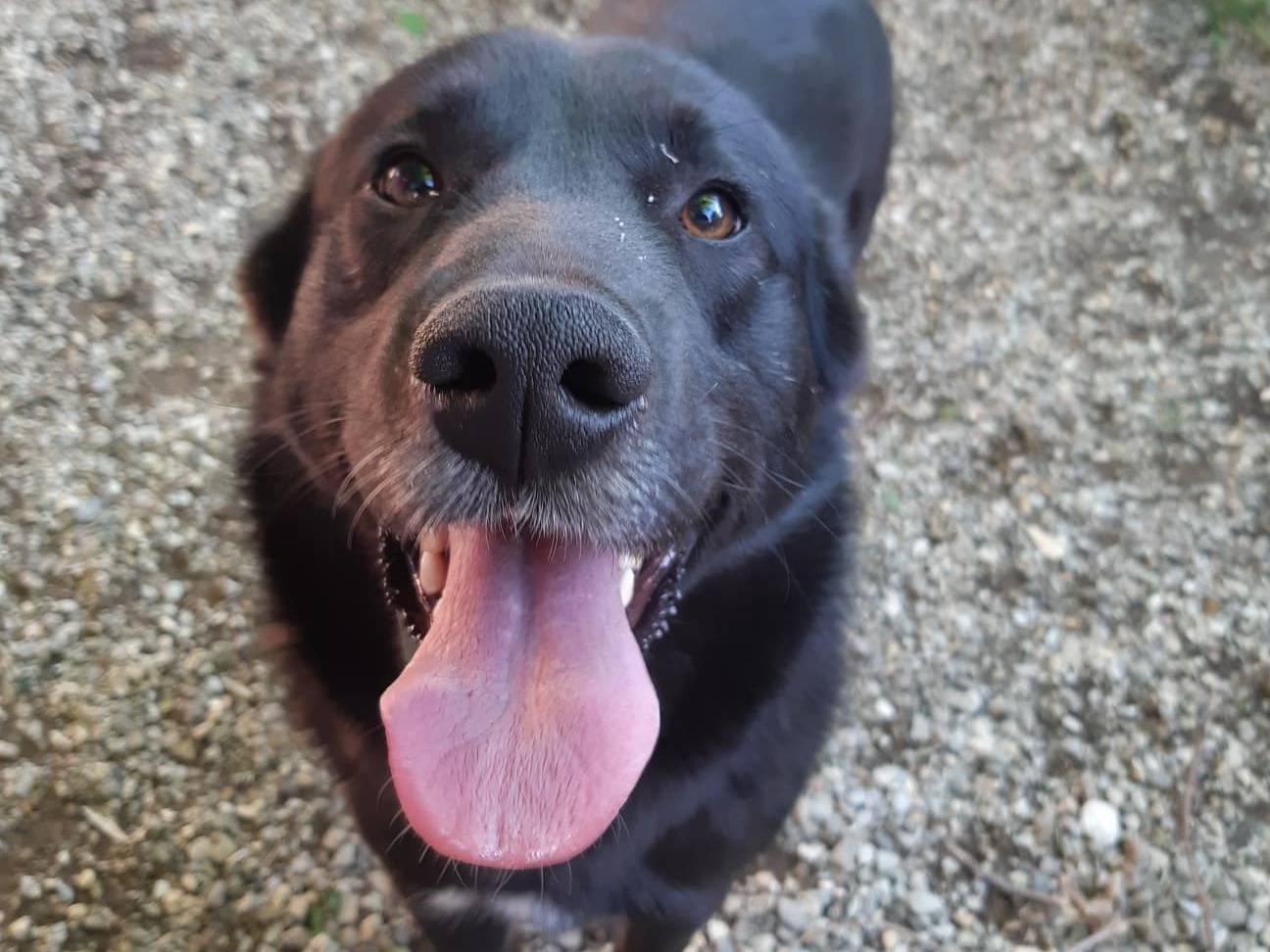 Vuoi adottare un cane a Firenze?