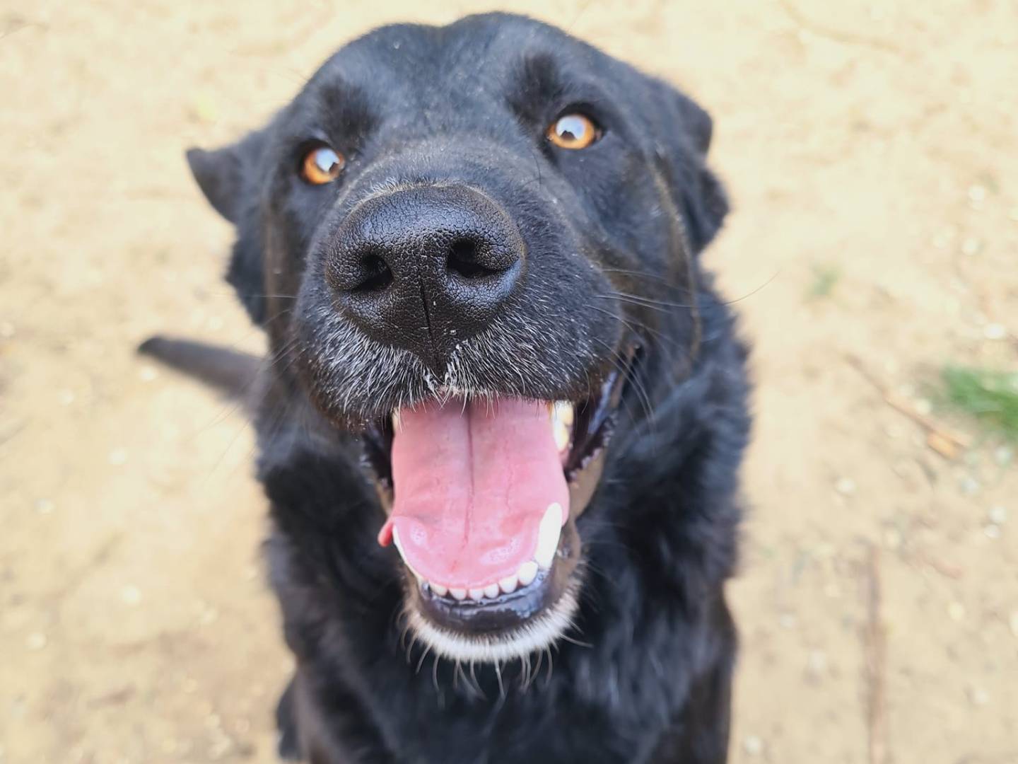 Adotta il cane NATHAN a Firenze