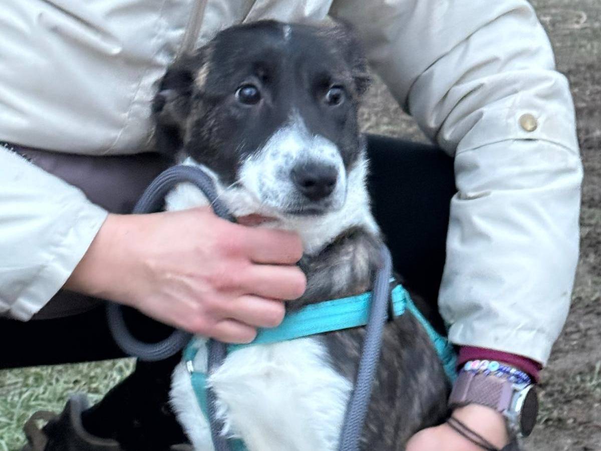 Adozione cane, femmina, Razza sconosciuta Razza sconosciuta, 11 mesi, taglia media contenuta, Milano