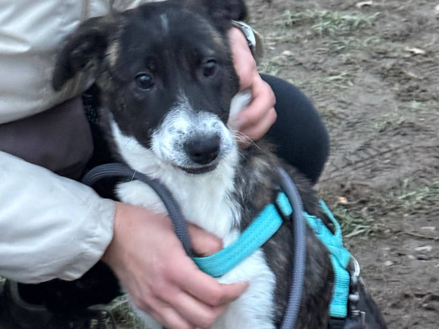 Adotta un cane, femmina, 11 mesi, Milano