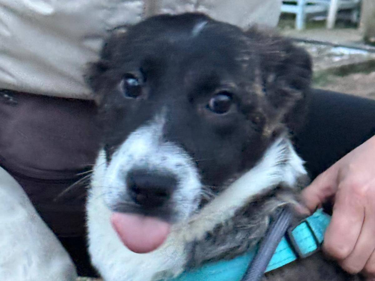 Adotta un cane, taglia media contenuta, femmina, Milano