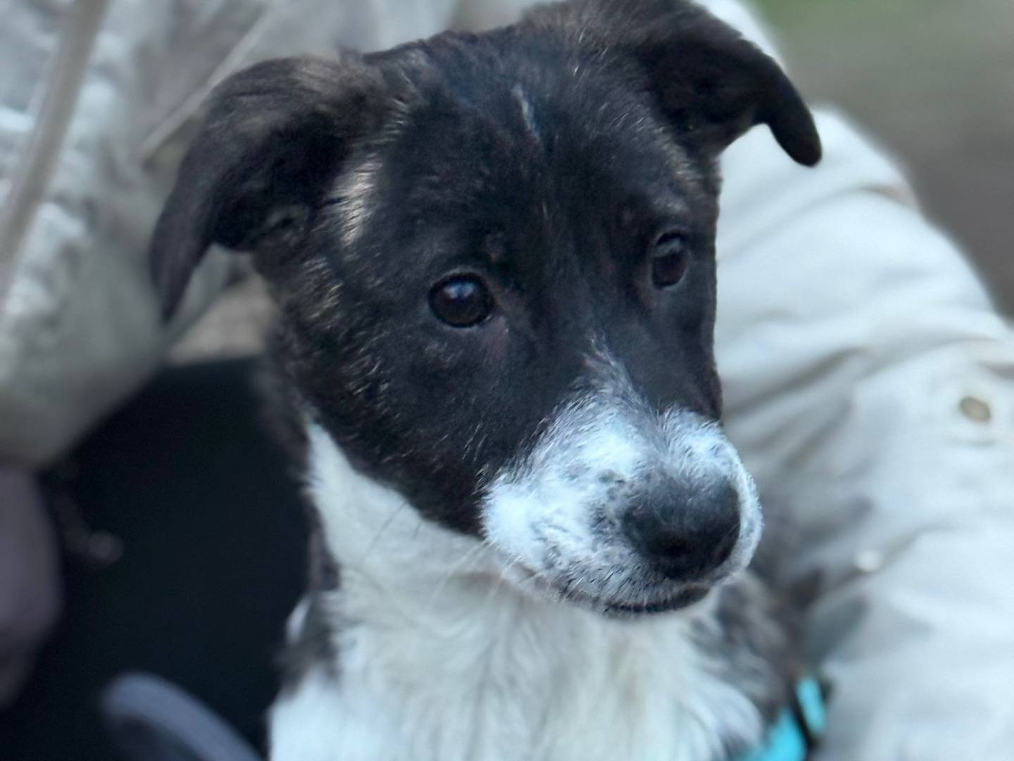 Vuoi adottare un cane a Milano?