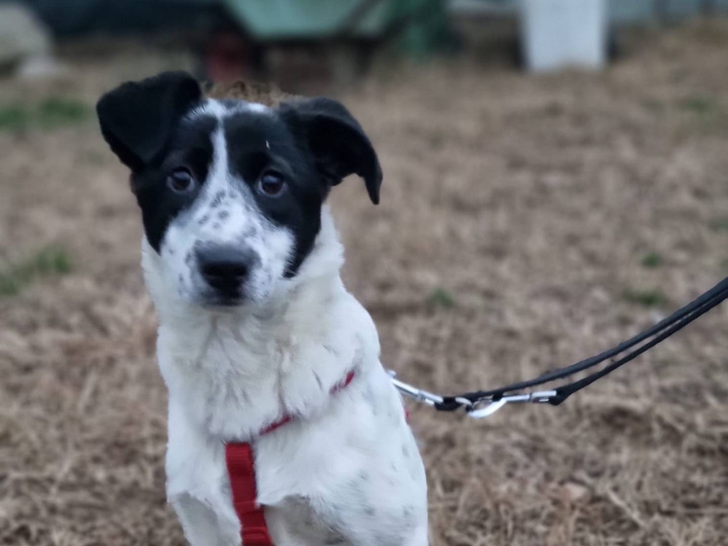 Adotta un cane, femmina, 1 anno, Milano