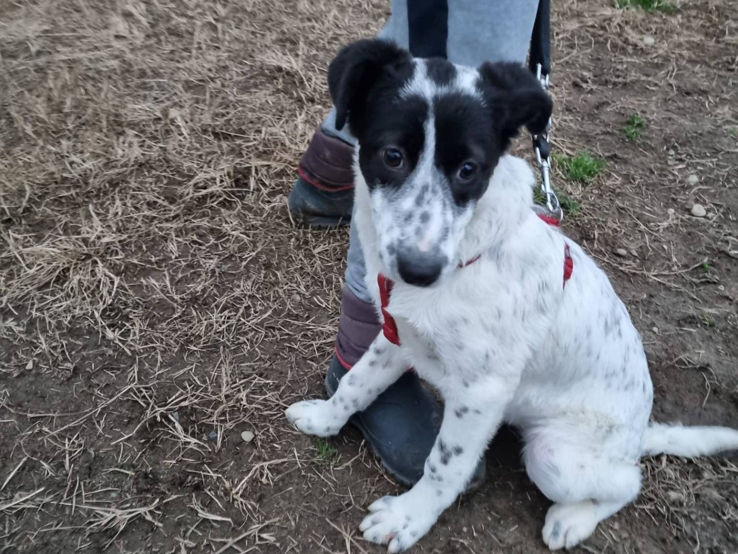 Adotta un cane, taglia media contenuta, femmina, Milano