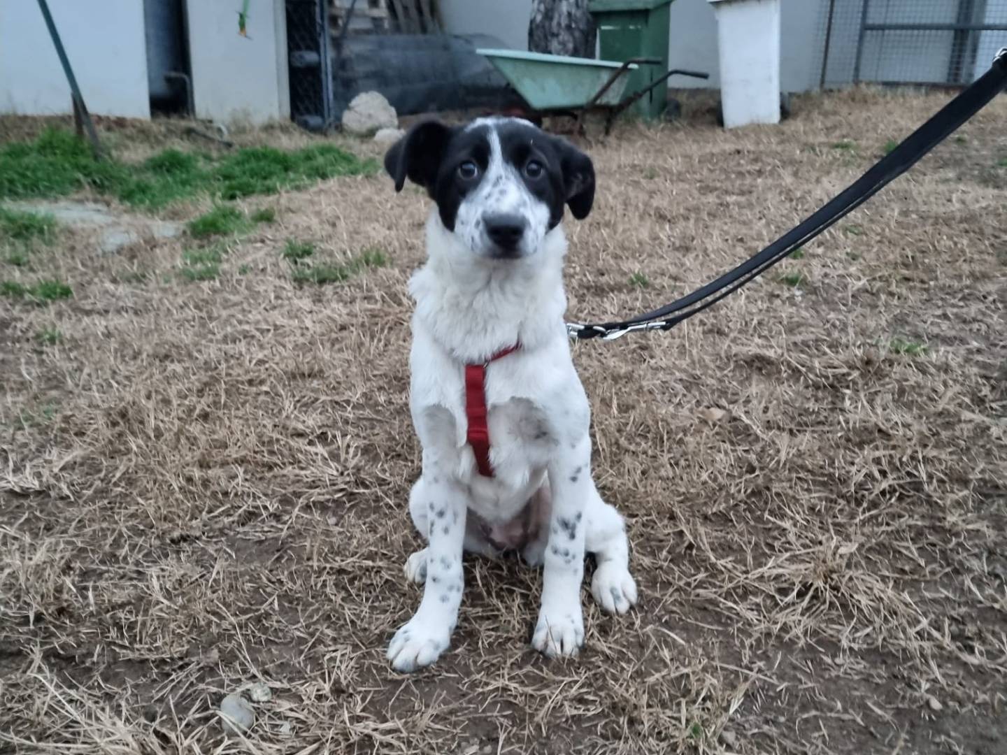 Vuoi adottare un cane a Milano?