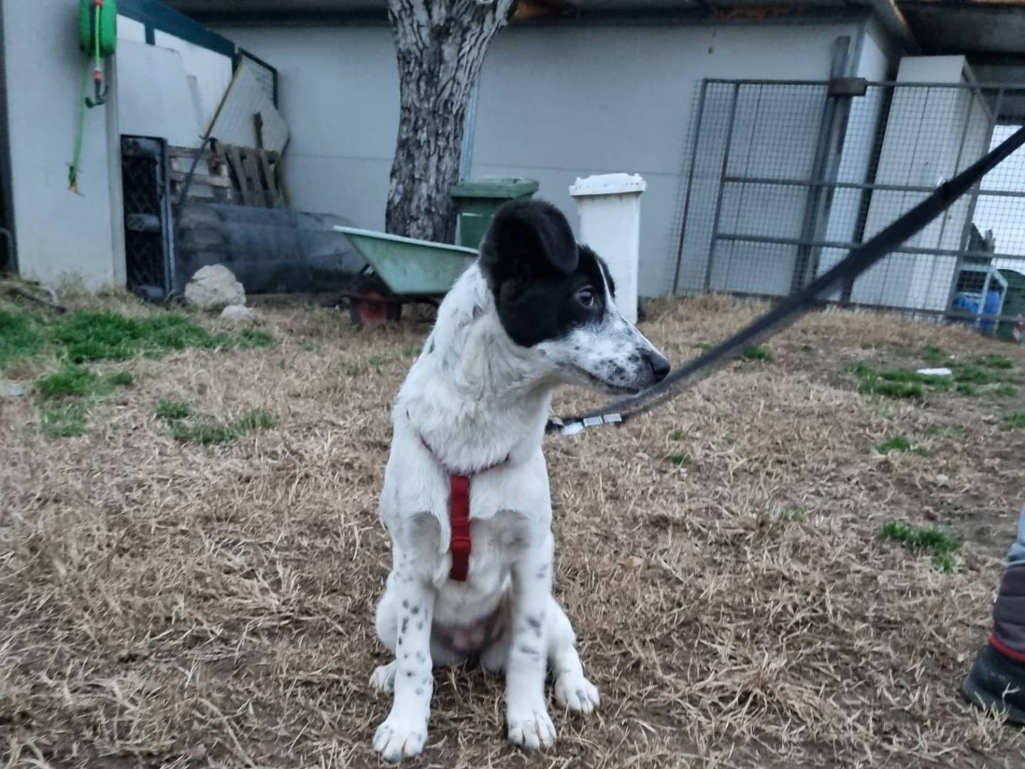 Adotta il cane Melissa  a Milano