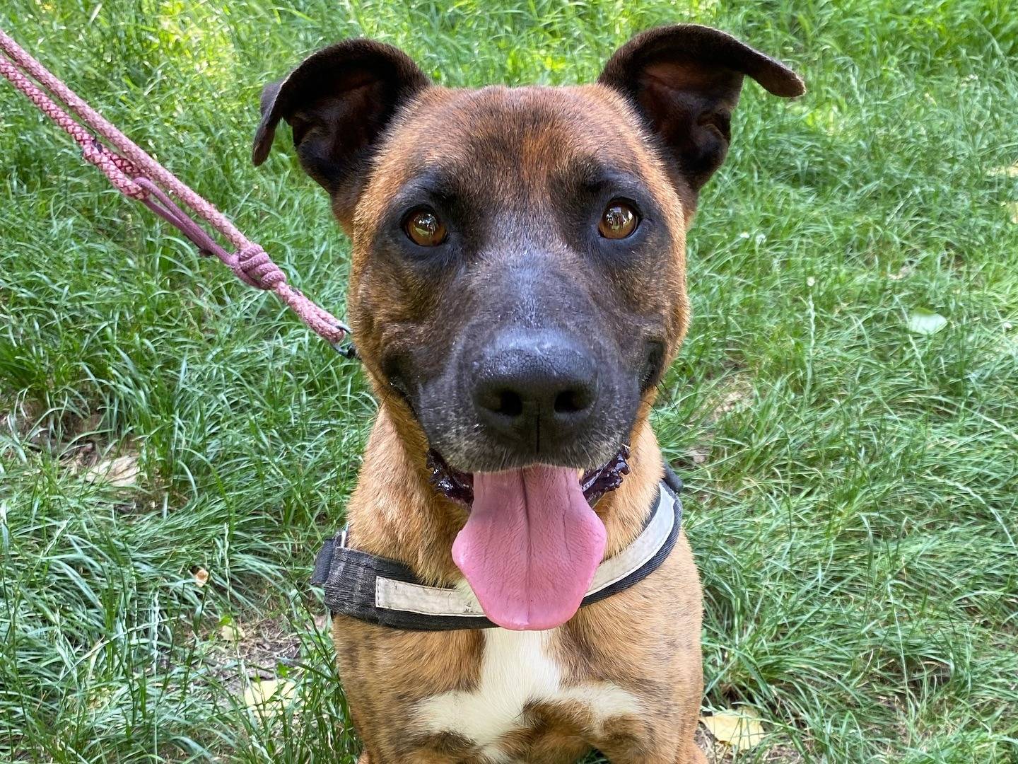 Adozione cane, maschio, Amstaff Razza sconosciuta, 6 anni , taglia grande, Ferrara