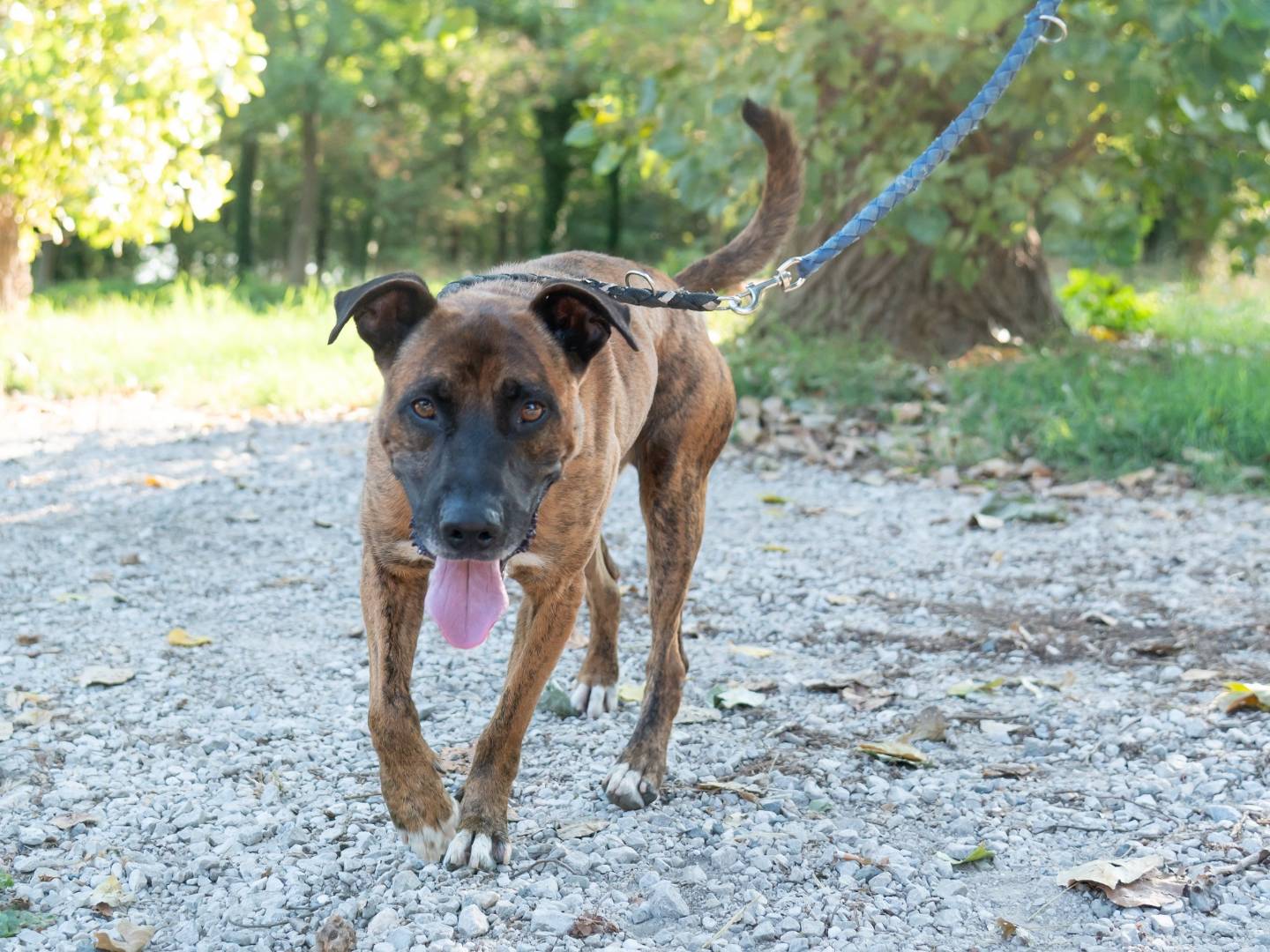 Adotta un cane, maschio, 6 anni , Ferrara