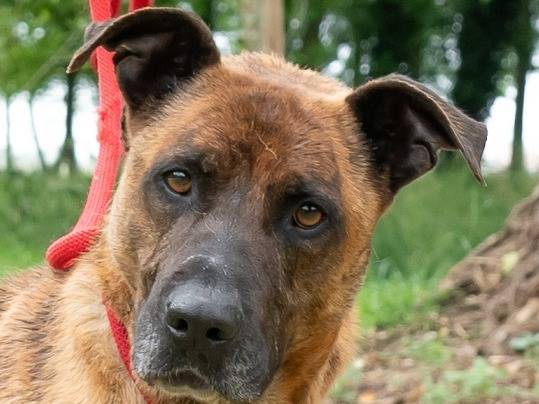 Vuoi adottare un cane a Ferrara?