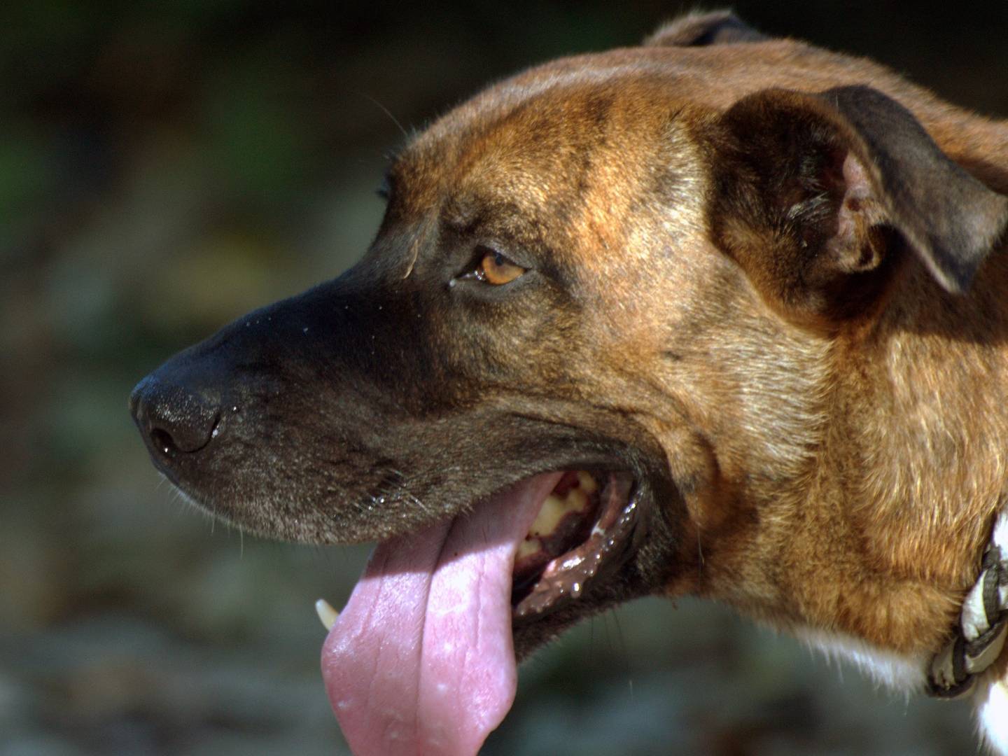 Adotta il cane ARON TIGRO a Ferrara